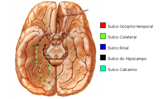 Sulcos na Vista Inferior do Telencéfalo