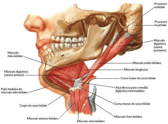 Músculo do Pescoço - Região Supra e Infra-hioideos