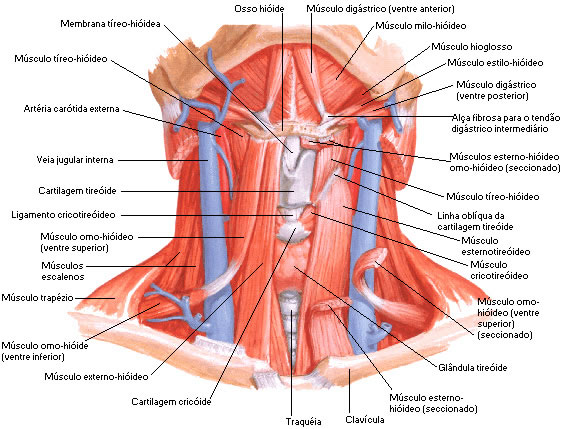 Músculo do Pescoço - Região do Osso Hioide