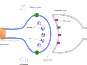 synapse_animated