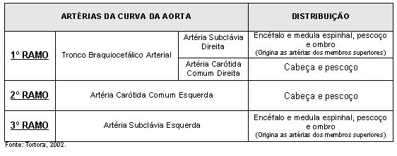 Ramos da Porção da Curva da Aorta