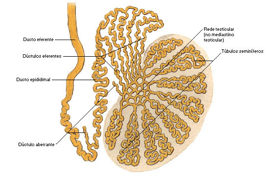 TESTÍCULO - ESQUEMA