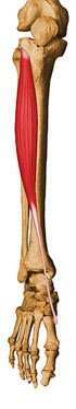 Tibial Anterior