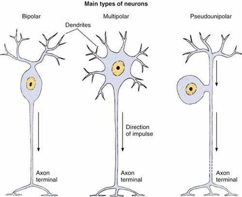 Tipos de Neurônios 