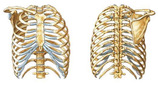Tórax - Vista Anterior e Posterior