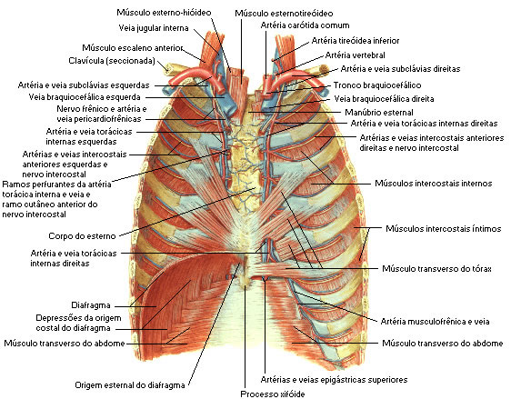 Músculo do Tórax - Vista Interna