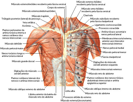Músculo do Tórax - Vista Superficial