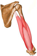 Tríceps Braquial
