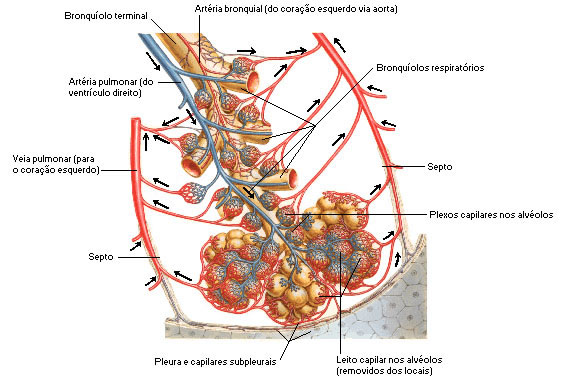 HEMATOSE - TROCA DE GASES