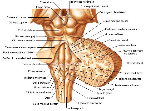 BULBO (MEDULA OBLONGA) - TRONCO ENCEFÁLICO - VISTA POSTERIOR