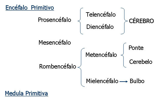 Encéfalo Primitivo