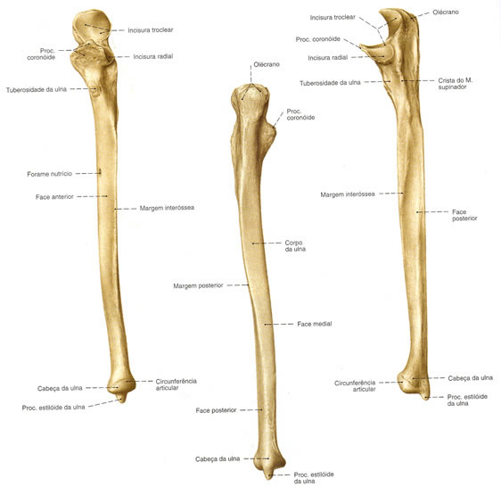 尺骨 - 前视图、后视图和侧视图 Ulna - Vistas Anterior, Posterior e Lateral