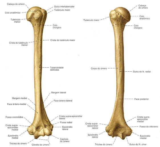 Úmero - Vista Anterior e Posterior