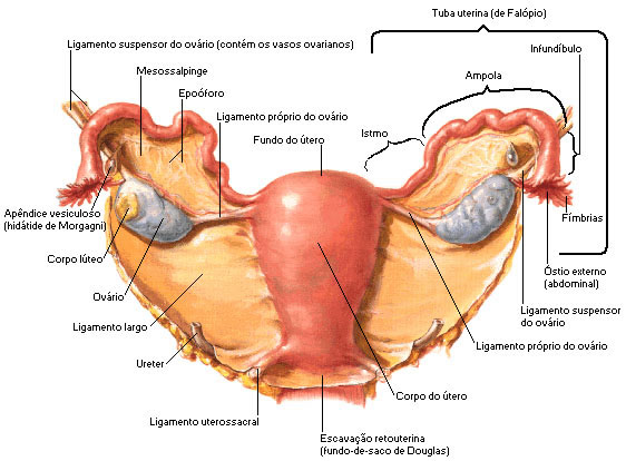 ÚTERO - VISTA ANTERIOR