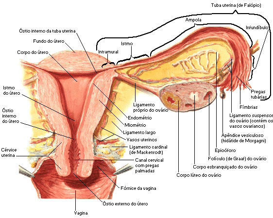 DIVISÕES DA TUBA UTERINA