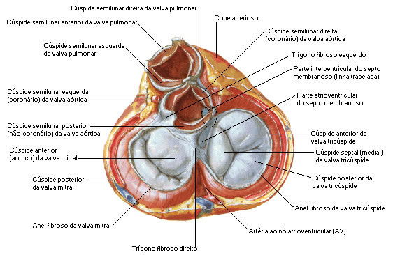 SÍSTOLE VENTRICULAR - AÇÃO DAS VALVAS ÁTRIO-VENTRÍCULARES