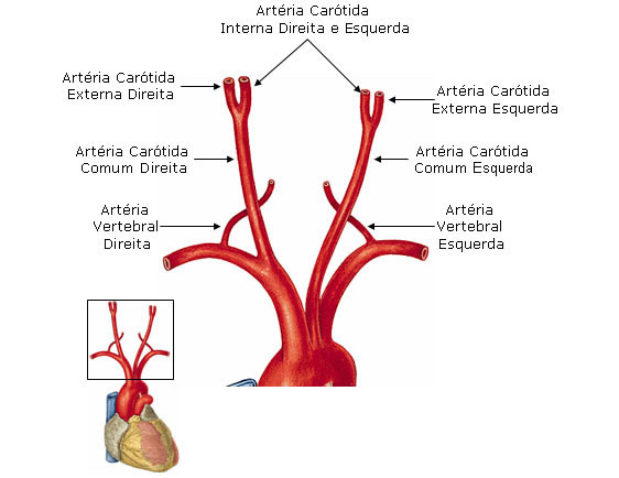 Ramos da Artéria Carótida