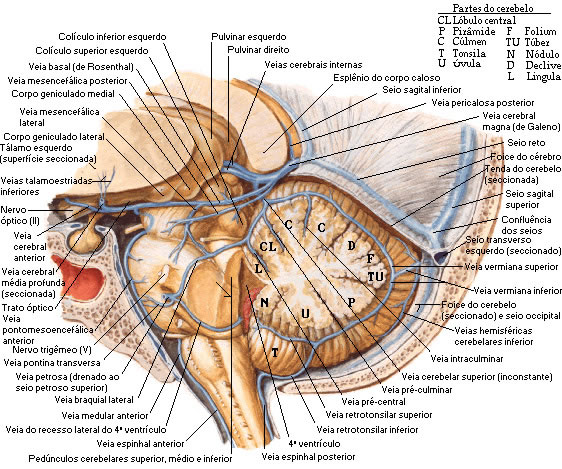 VASCULARIZAÇÃO VENOSA DO ENCÉFALO