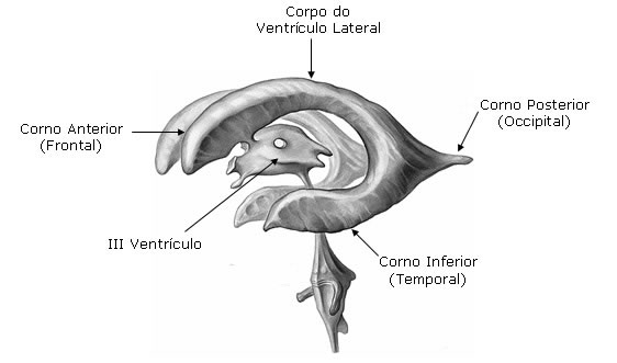 MORFOLOGIA DO VENTRÍCULO LATERAL