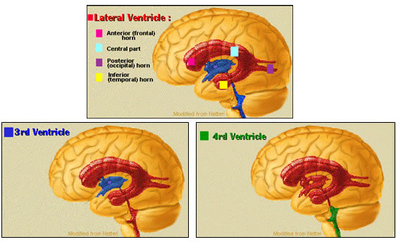 CAVIDADES VENTRICULARES