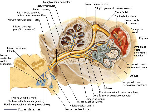 Nervo Vestibulococlear