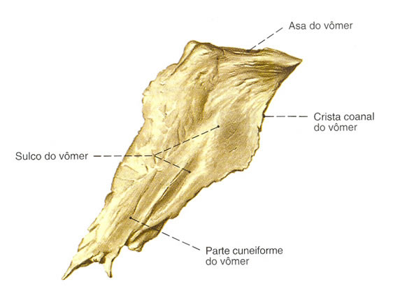 Osso Vômer - Vista Lateral