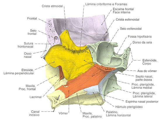 Osso Etmoide - Relação com Ossos da Face