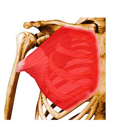 Sistema Muscular