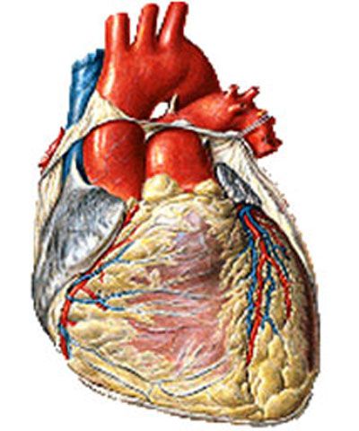 Cardiovascular system