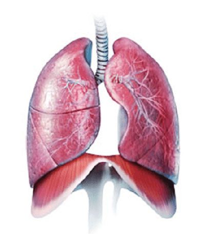 Respiratory system