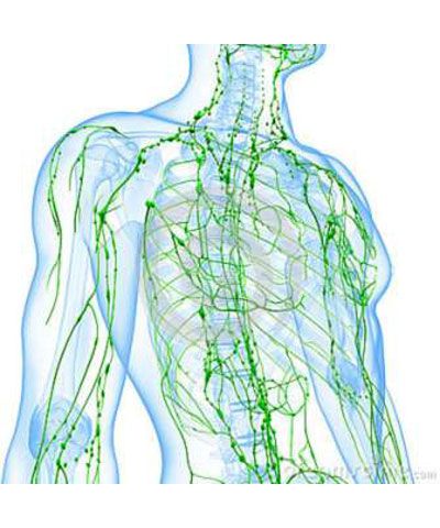 Lymphatic system