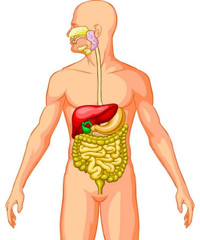 Digestive system