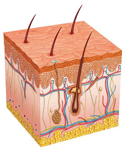 Integumentary System